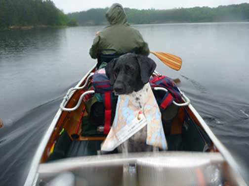QJ-dog_pic.jpg
