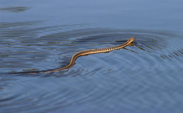 Snakeswim_re__Small_.jpg