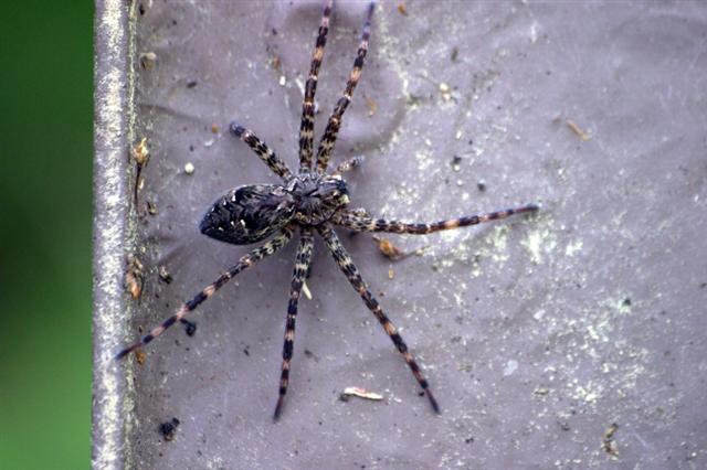 Spider_on_biffy_05__Small_.jpg