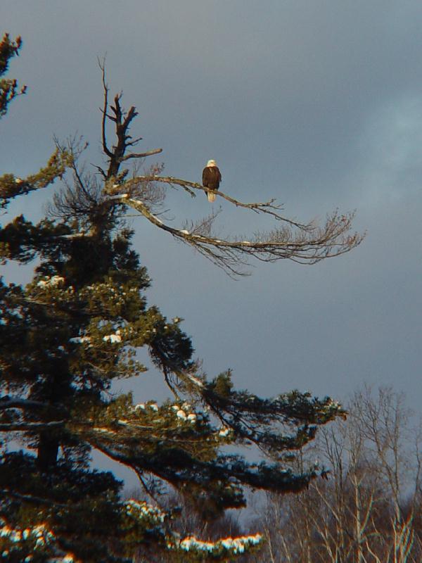 eagle_ayes.JPG