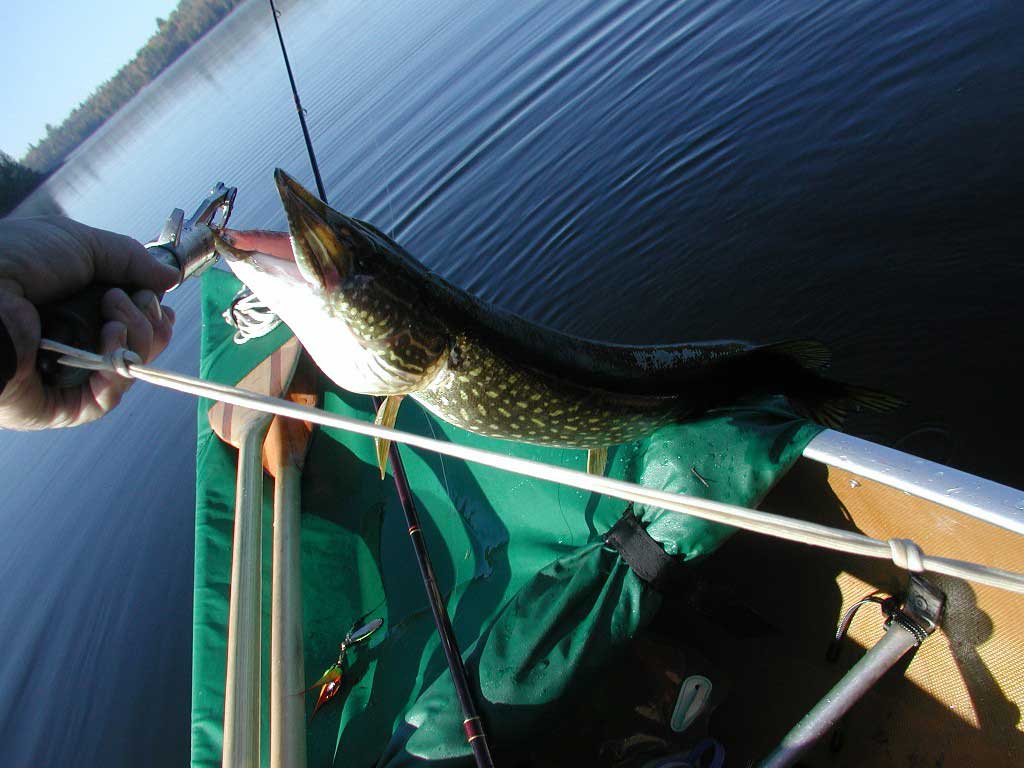 fish_grabber.jpg