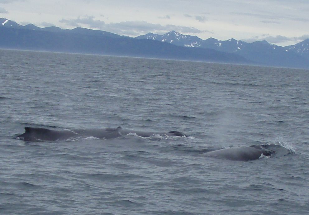 whales.jpg